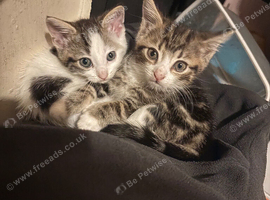 2 Beautiful mixed breed kittens