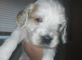 F1B cockapoo puppies