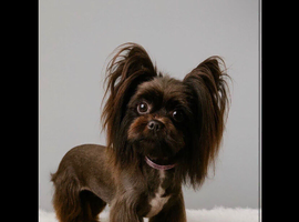 Adult Chocolate Yorkshire Terrier