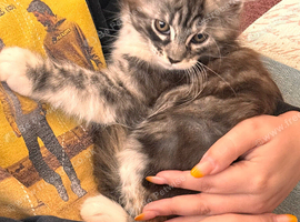BEAUTIFUL FULL MAINE COON KITTENS