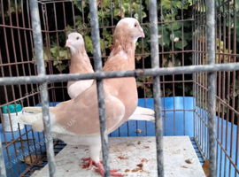 Pigenes for sale