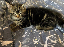 9 week old male kitten