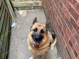 German shepherd