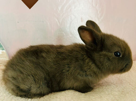 Chocolate lop x