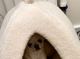 Chihuahua for sale asap
