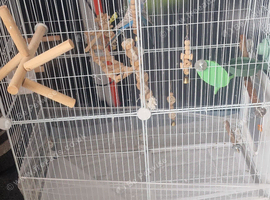 Adult budgies with red eyes