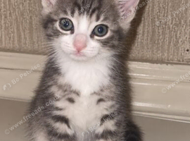 grey kitten