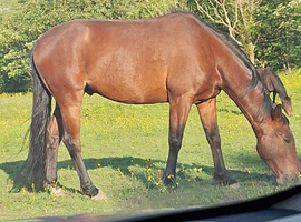 15.2hh 6yo Gelding &ndash; Lovely Project / All-Rounder
