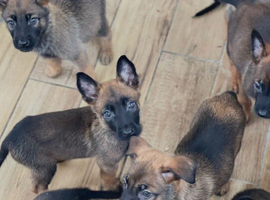 Belgian Malinois puppies