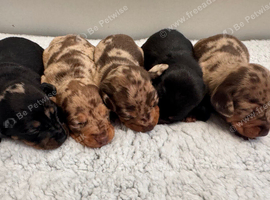 Miniature dachshund puppies