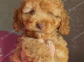 f1b cockapoo left