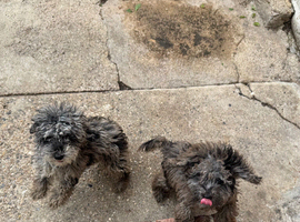 2 puppies