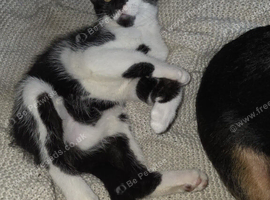 Black and white harlequin x mainecoon