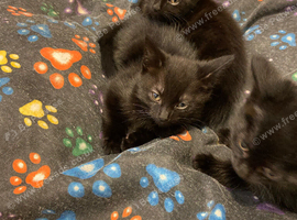 I have 3 Bombay black kittens