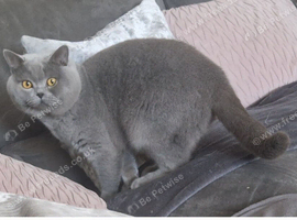 blue british shorthair male