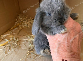 Mini lop pure breeds mixed sex&rsquo;s.