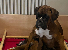 Stunning litter of boxer puppies for sale