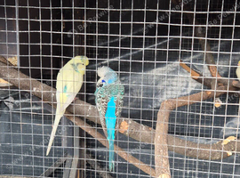 Pair of budgies