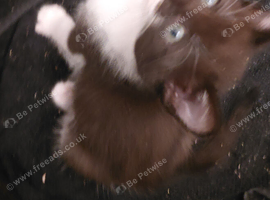 Nice chunky kittens all boys