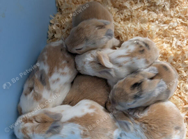 7 Bouncing Baby Lops