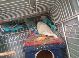 budgies for sale