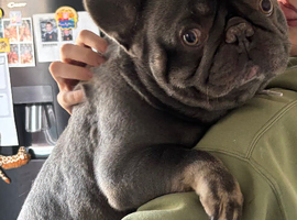 Lilac tan French bulldog