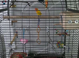 2 lovely love birds