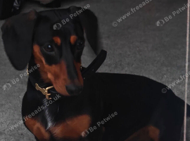 Miniature Dachshund