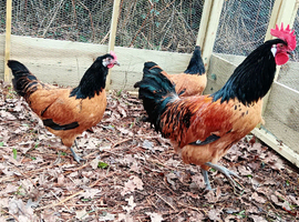 Hatching Eggs x6 - 25+ Purebreeds to choose from