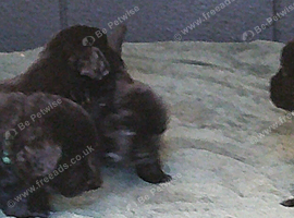 Full pedigree Newfoundland puppies