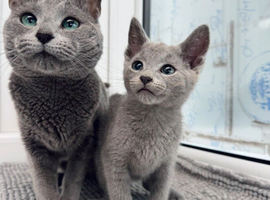 TICA pedigree Russian Blue kittens