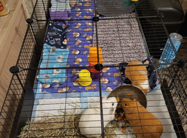 Guinea pigs x3 with Kavee Cage and accessories.  Can sell guinea pigs separately to cage
