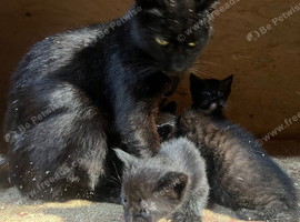 Kittens