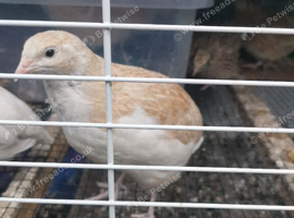 Adult quail for sale