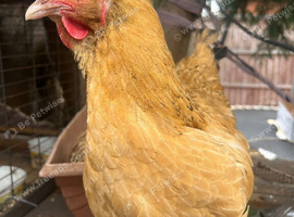 Orpington hen for sale