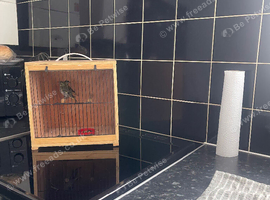 1 pair siskin