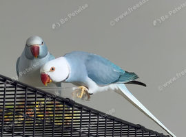 Blue Opaline Proven pair ringneck