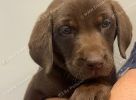 Chocolate kc Labrador puppies