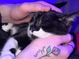 Kitten for sale