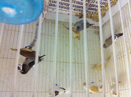 Bengalese finches