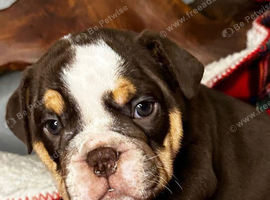 English bulldog puppies