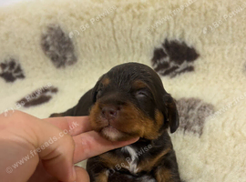 Chocolate & tan Cavapoo boy