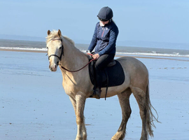 14.3/15H, 4Yo, Palomino, Ride & Drive, Irish Cob, Gelding