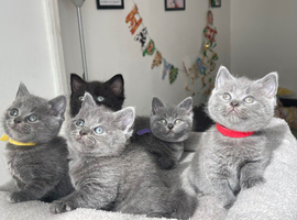 Beautiful British shorthair kittens