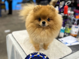 Stud Pomeranian available