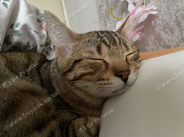 Bengal British Shorthair Crossbreed
