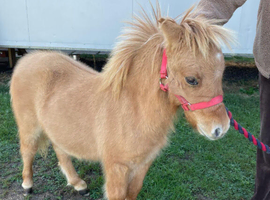 Miniature shetland Registered colt foal