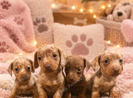 Miniature dachshund puppies