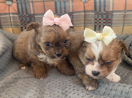 Pomchi puppies