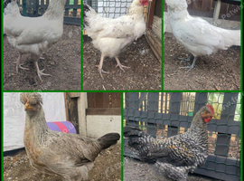 Rehoming my 5 chickens
